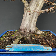 Lade das Bild in den Galerie-Viewer, Bonsai Hainbuche / Carpinus betulus