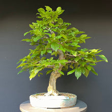Lade das Bild in den Galerie-Viewer, Bonsai Hainbuche / Carpinus betulus