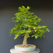 Lade das Bild in den Galerie-Viewer, Bonsai Hainbuche / Carpinus betulus