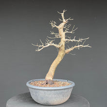 Lade das Bild in den Galerie-Viewer, Bonsai Hartriegel / Cornus mas