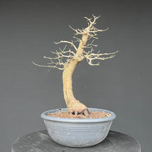 Lade das Bild in den Galerie-Viewer, Bonsai Hartriegel / Cornus mas