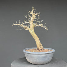 Lade das Bild in den Galerie-Viewer, Bonsai Hartriegel / Cornus mas