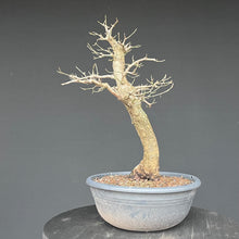 Lade das Bild in den Galerie-Viewer, Bonsai Hartriegel / Cornus mas