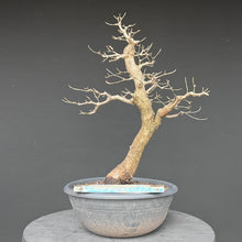 Lade das Bild in den Galerie-Viewer, Bonsai Hartriegel / Cornus mas