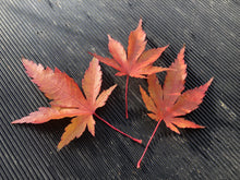 Lade das Bild in den Galerie-Viewer, Japanischer Fächerahorn / Acer palmatum „arakawa“
