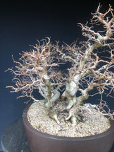 Lade das Bild in den Galerie-Viewer, Koreanische Hainbuche / Carpinus turczaninowii
