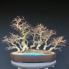 Lade das Bild in den Galerie-Viewer, Koreanische Hainbuche / Carpinus turczaninowii