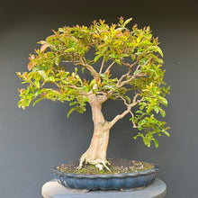 Lade das Bild in den Galerie-Viewer, Bonsai Lagerströmie / Lagerstroemia indica