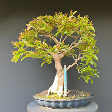 Lade das Bild in den Galerie-Viewer, Bonsai Lagerströmie / Lagerstroemia indica