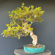 Lade das Bild in den Galerie-Viewer, Bonsai Lagerströmie / Lagerstroemia indica
