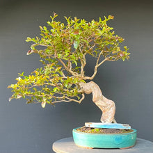 Lade das Bild in den Galerie-Viewer, Bonsai Lagerströmie / Lagerstroemia indica