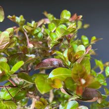 Lade das Bild in den Galerie-Viewer, Bonsai Lagerströmie / Lagerstroemia indica
