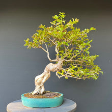 Lade das Bild in den Galerie-Viewer, Bonsai Lagerströmie / Lagerstroemia indica
