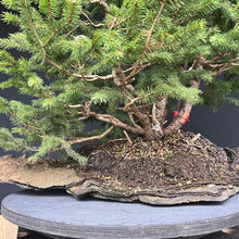 Lade das Bild in den Galerie-Viewer, Bonsai / Mehrfachstamm Fichte / Picea abies
