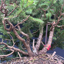Lade das Bild in den Galerie-Viewer, Bonsai / Mehrfachstamm Fichte / Picea abies