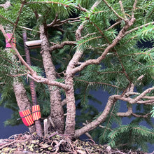 Lade das Bild in den Galerie-Viewer, Bonsai / Mehrfachstamm Fichte / Picea abies