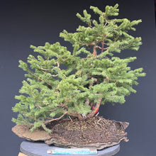 Lade das Bild in den Galerie-Viewer, Bonsai / Mehrfachstamm Fichte / Picea abies