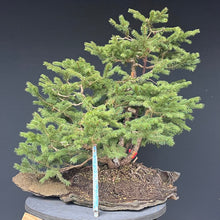 Lade das Bild in den Galerie-Viewer, Bonsai / Mehrfachstamm Fichte / Picea abies