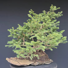 Lade das Bild in den Galerie-Viewer, Bonsai / Mehrfachstamm Fichte / Picea abies