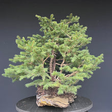 Lade das Bild in den Galerie-Viewer, Bonsai / Mehrfachstamm Fichte / Picea abies