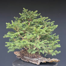 Lade das Bild in den Galerie-Viewer, Bonsai / Mehrfachstamm Fichte / Picea abies