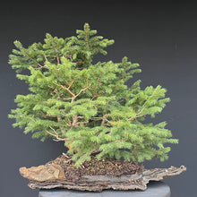 Lade das Bild in den Galerie-Viewer, Bonsai / Mehrfachstamm Fichte / Picea abies