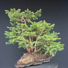 Lade das Bild in den Galerie-Viewer, Bonsai / Mehrfachstamm Fichte / Picea abies