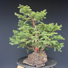 Lade das Bild in den Galerie-Viewer, Bonsai / Mehrfachstamm Fichte / Picea abies