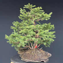 Lade das Bild in den Galerie-Viewer, Bonsai / Mehrfachstamm Fichte / Picea abies