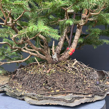 Lade das Bild in den Galerie-Viewer, Bonsai / Mehrfachstamm Fichte / Picea abies