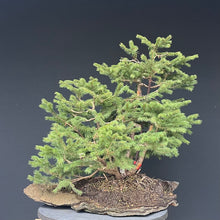 Lade das Bild in den Galerie-Viewer, Bonsai / Mehrfachstamm Fichte / Picea abies