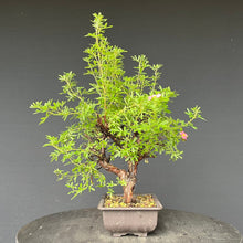 Lade das Bild in den Galerie-Viewer, Bonsai Potentilla / Fingerstrauch "Pink Lady"