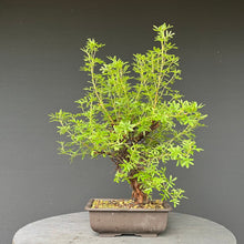 Lade das Bild in den Galerie-Viewer, Bonsai Potentilla / Fingerstrauch "Pink Lady"