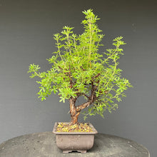 Lade das Bild in den Galerie-Viewer, Bonsai Potentilla / Fingerstrauch "Pink Lady"
