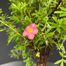 Lade das Bild in den Galerie-Viewer, Bonsai Potentilla / Fingerstrauch "Pink Lady"