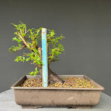 Lade das Bild in den Galerie-Viewer, Bonsai Schlehe / Prunus spinosa