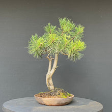 Lade das Bild in den Galerie-Viewer, Bonsai Waldkiefer / Pinus sylvestris