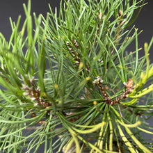 Lade das Bild in den Galerie-Viewer, Bonsai Waldkiefer / Pinus sylvestris