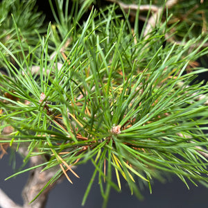 Bonsai Waldkiefer / Pinus sylvestris