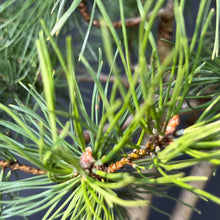 Lade das Bild in den Galerie-Viewer, Bonsai Waldkiefer / Pinus sylvestris