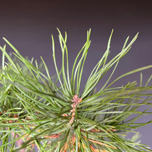 Lade das Bild in den Galerie-Viewer, Bonsai Waldkiefer / Pinus sylvestris
