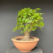 Lade das Bild in den Galerie-Viewer, Bonsai Winterlinde / Tilia cordata
