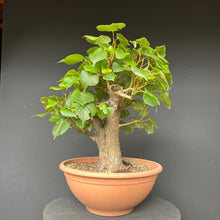 Lade das Bild in den Galerie-Viewer, Bonsai Winterlinde / Tilia cordata