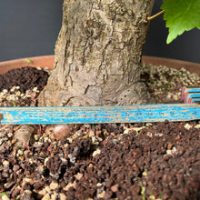 Lade das Bild in den Galerie-Viewer, Bonsai Winterlinde / Tilia cordata