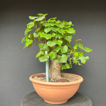 Lade das Bild in den Galerie-Viewer, Bonsai Winterlinde / Tilia cordata