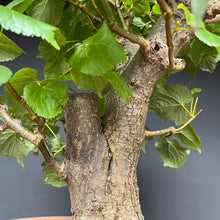 Lade das Bild in den Galerie-Viewer, Bonsai Winterlinde / Tilia cordata