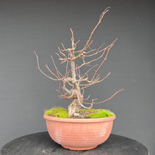 Lade das Bild in den Galerie-Viewer, Winterlinde / Tilia cordata