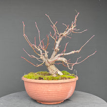 Lade das Bild in den Galerie-Viewer, Winterlinde / Tilia cordata