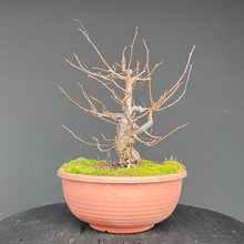Lade das Bild in den Galerie-Viewer, Winterlinde / Tilia cordata