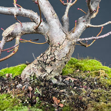 Lade das Bild in den Galerie-Viewer, Winterlinde / Tilia cordata
